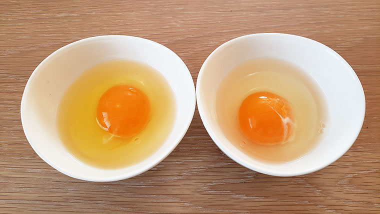 卵比較